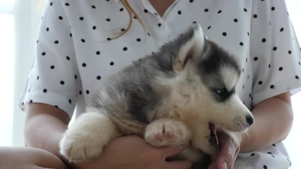 Asian Woman Playing With Her Siberian Husky Puppy,Slow Motion