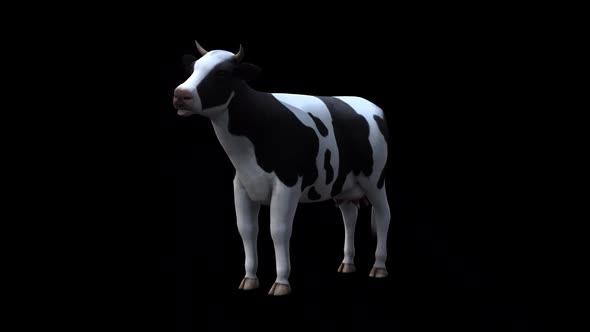 Cow Idle From View Front Side alt