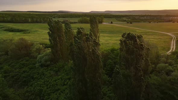 Trees in a Green Field Sway in a Strong Wind