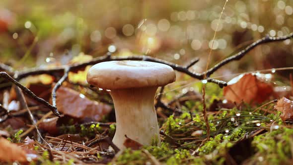 Mushroom Boletus In a Sunny Forest