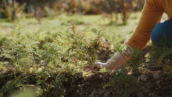 Woman Shakes and Pulls Fresh Ripe Carrots From Ground By the Green Tops