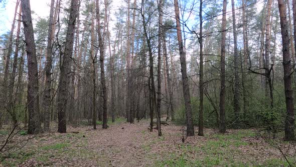 Small Road in the Forest During the Day