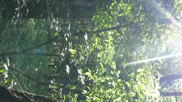 Vertical Video Aerial View Inside a Green Forest with Trees in Summer