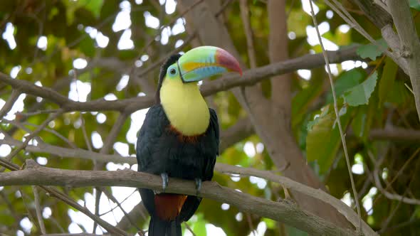 Cute Keel-Billled Toucan perched on branch of tropical tree in Amazon Rainforest