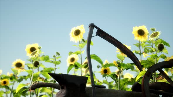 Old Vintage Style Scythe and Sunflower Field