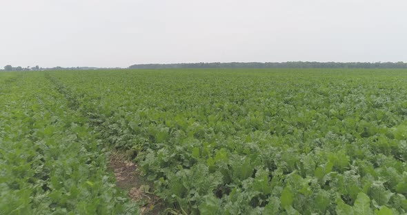 Aerial view of beet on a field