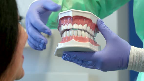 Dentist Shows the Client Layout of Human Teeth