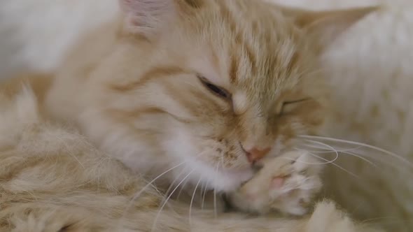 Cute Ginger Cat Licking on Beige Fur. Close Up Slow Motion Footage of Fluffy Pet.