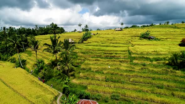 Rice Fields on Bali