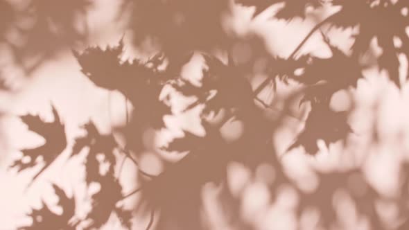 Transparent Soft Light and Shadows From Branches Plant Foliage and Leaves