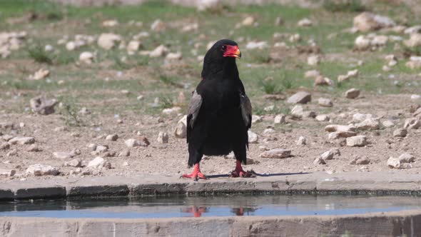 Bateleur drinking water from a waterhole