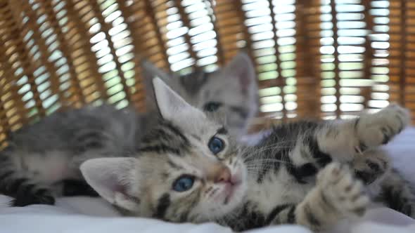 Cute Tabby Kitten Playing Together In A Basket Bed Slow Motion