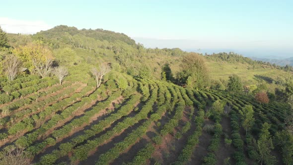 Unique aerial view of tea plantation on hill. Drone flying over Camelia green tea crops