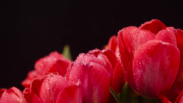 Fresh Flowers Tulips on Black Background