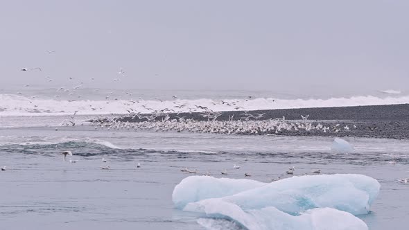 Seagulls on Sea at Diamond Beach Iceland