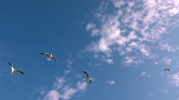 Seagulls Flying On Blue Sky 5