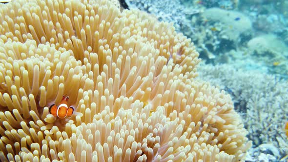 Sea Anemone and Clown Fish