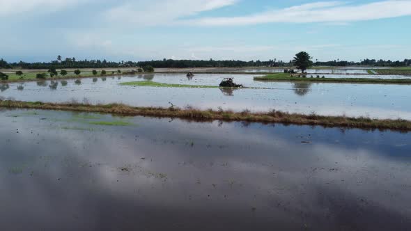 Fly over reflection paddy field