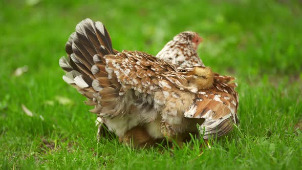 Chickens Are Hiding Under Mom Chicken