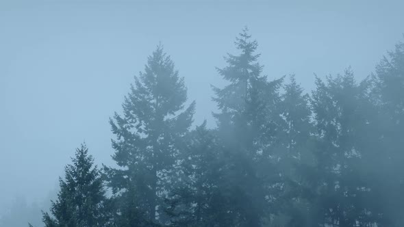 Forest Trees In Thick Mist