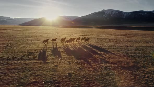 Horses Running Free in Meadow with Snow Capped Mountain Backdrop