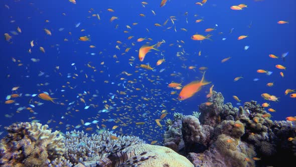 Underwater Scene Marine Life Fish