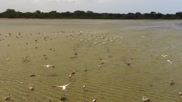 Pelicans and Other Birds in the National Park of Sri Lanka