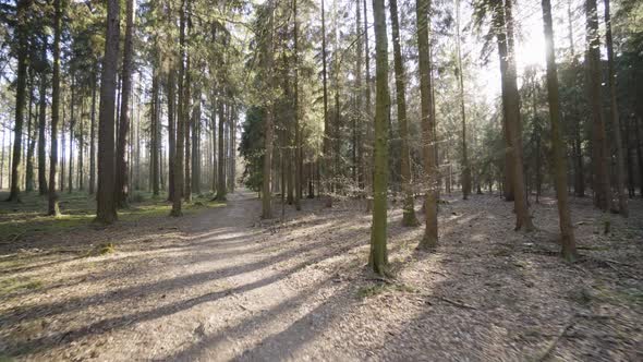 The Camera Flies Through a Forest with a Pathway on a Sunny Spring Day