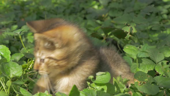 Kitten in the garden  playing with plants   outdoor  4K 2160p UHD video - Cat in the grass  laying o