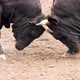 4K Angry bull fighting his rival. Caucasian festival in Turkey. - VideoHive Item for Sale