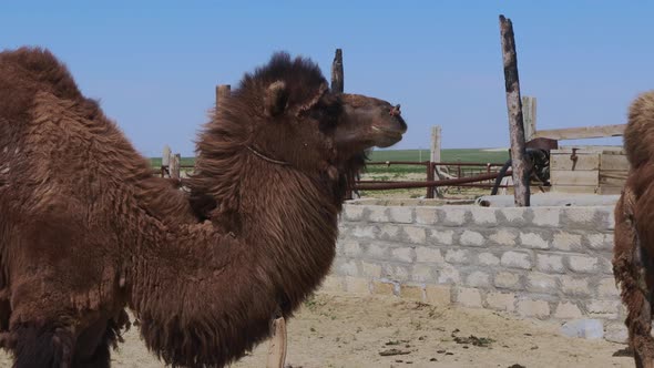 Authentic Camels In The Villages Of Aralsk