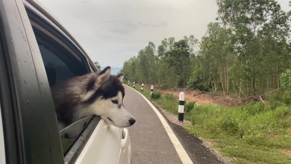 The Dog looks out the open window of the car.