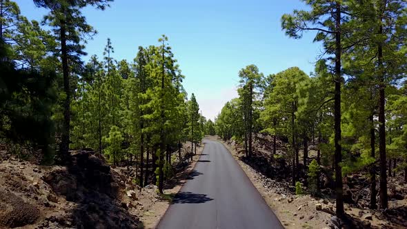 Road Through the Woods View