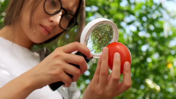 Female Farmer Woman Checking and Inspecting Quality of Plants of Organic Tomatoes in Garden Field