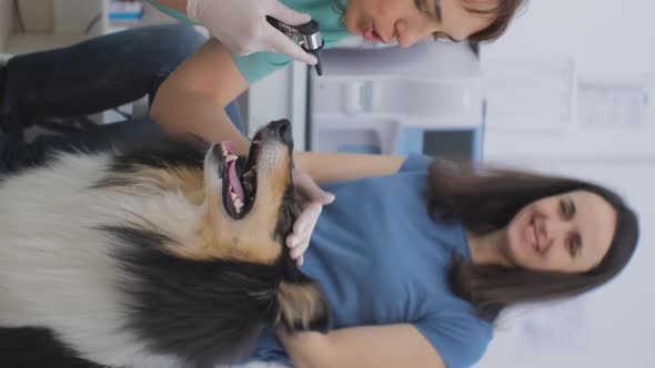 Vet Doctor Checking Ears of Dog at a Vet Clinic