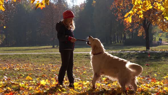 Happy Little Girl Is Having Fun Playing in the Autumn Park with a Big Dog