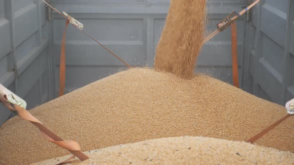 Combine Loading Wheat Grains in Truck After Harvesting. Close Up Pouring of Fresh Rye Into Trailer