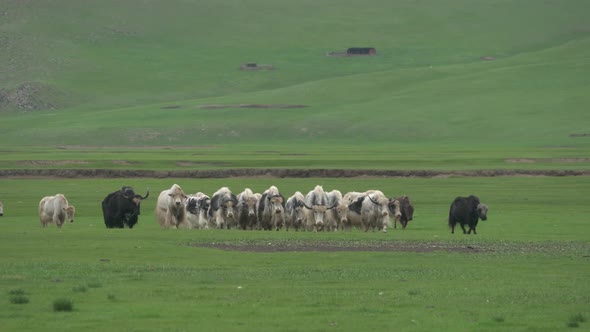 Herd of Long-Haired Yak Flock in Asian Meadow