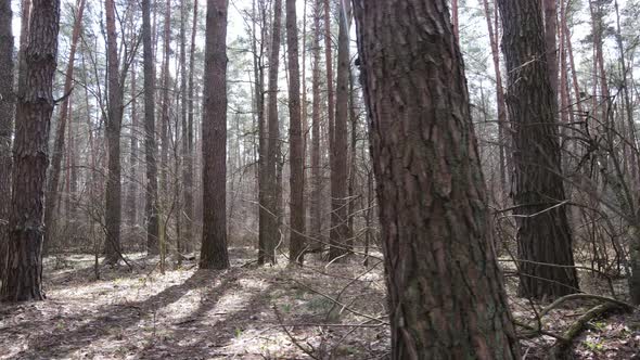 Forest Landscape Aerial View Slow Motion