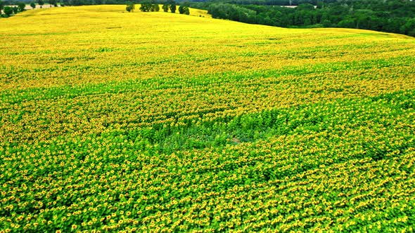 Big sunflower field. Aerial view of agriculture in Poland.