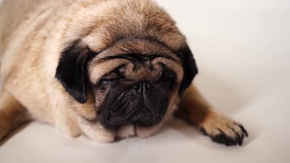 Relaxed Beautiful Pug Lying on White Background