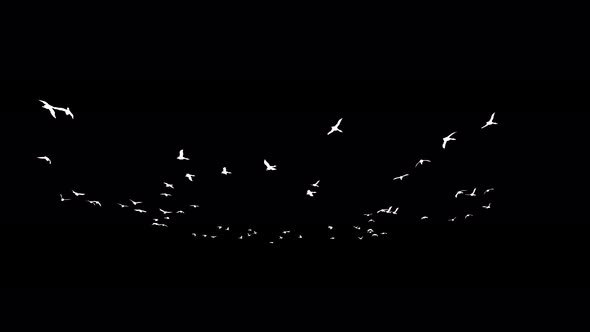 4K Ducks Silhouettes alt