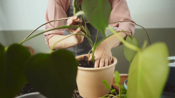 Crop woman transplanting monstera deliciosa plant at home