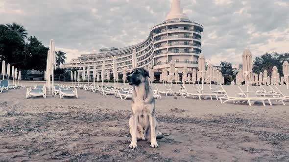 Stray Dog on a Beach