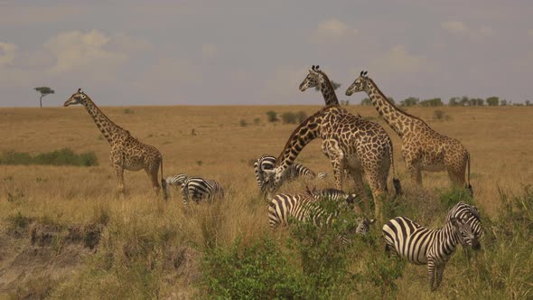 Giraffes and zebras grazing