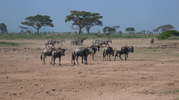 Picturesque African Wildlife Landscape With Animals Antelope Zebra