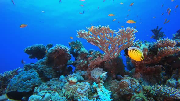 Underwater Colourful Tropical Coral Reef