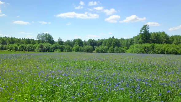 AERIAL Flight Over Green Cereal Field with Many Wildflowers