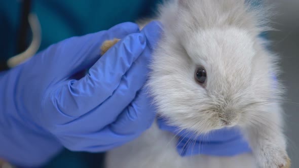 Vet Examining Rabbit Paw for Injury, Diagnosing Fungal Diseases Pododermatitis