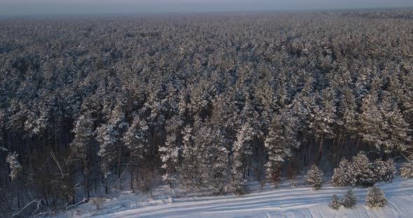 Snow-covered Coniferous Forest, Swept Forest Trails